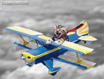 tenor (2).gif