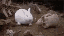 tenor (8).gif