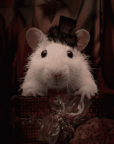 tenor (9).gif