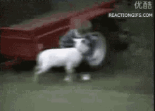 tenor.gif