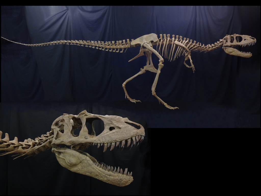 Teratophoneus-adult-skeleton-web-use-1024x768.jpg