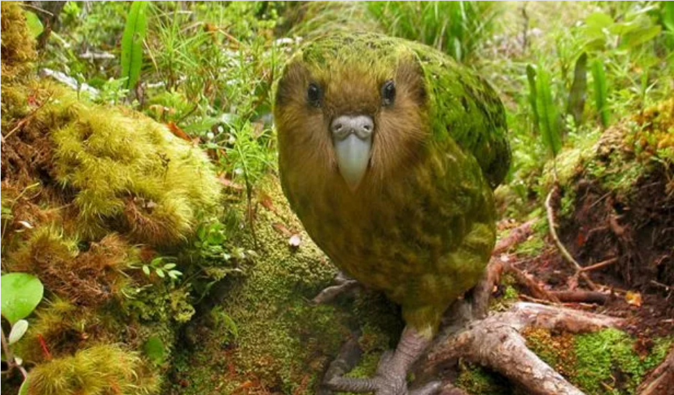 the Kakapo.png