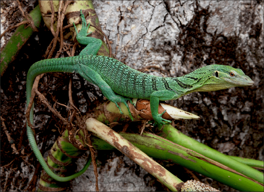 The-New-Guinea-emerald-tree-monitor-Varanus-prasinus-showing-its-characteristic.png