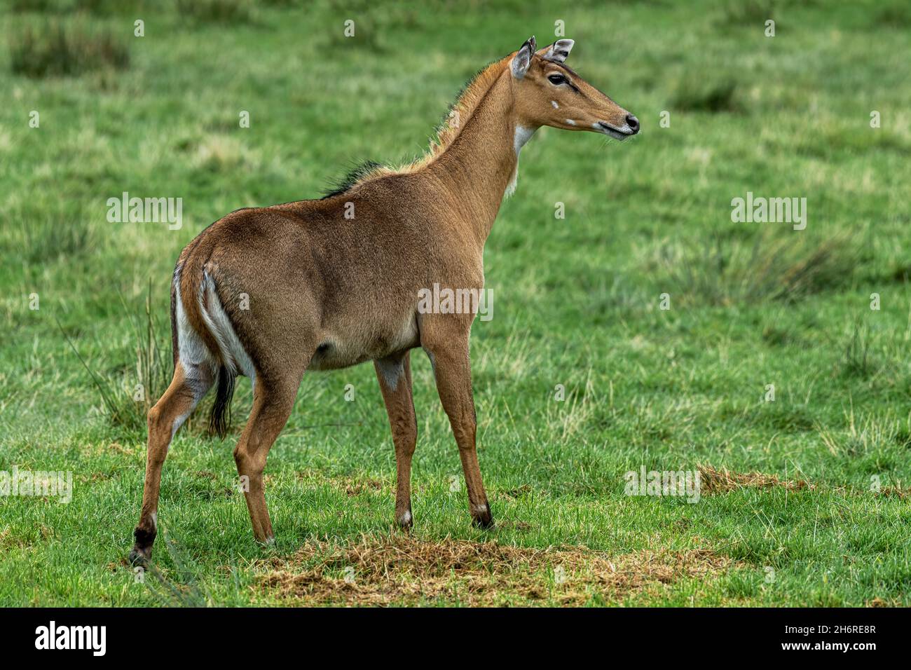 the-nilgai-boselaphus-tragocamelus-is-the-largest-asian-antelope-2H6RE8R.jpg