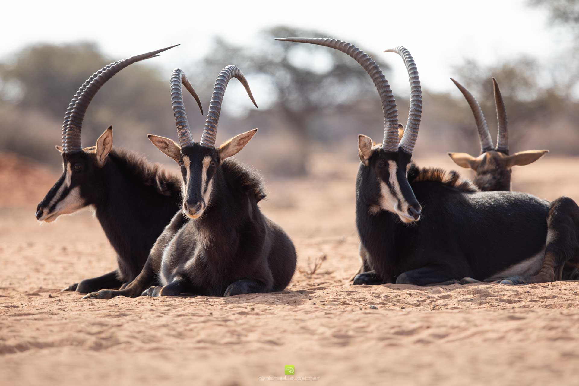 The-Sable-Antelope-Wild-Eye-Travel-Photography-Michael-Laubscher2.jpg