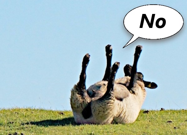 The-Ten-Countries-Where-Sheep-Outnumber-People-4.jpg
