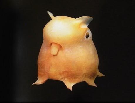 the-worlds-top-10-strangest-animals-you-have--L-iSvpMZ.jpeg