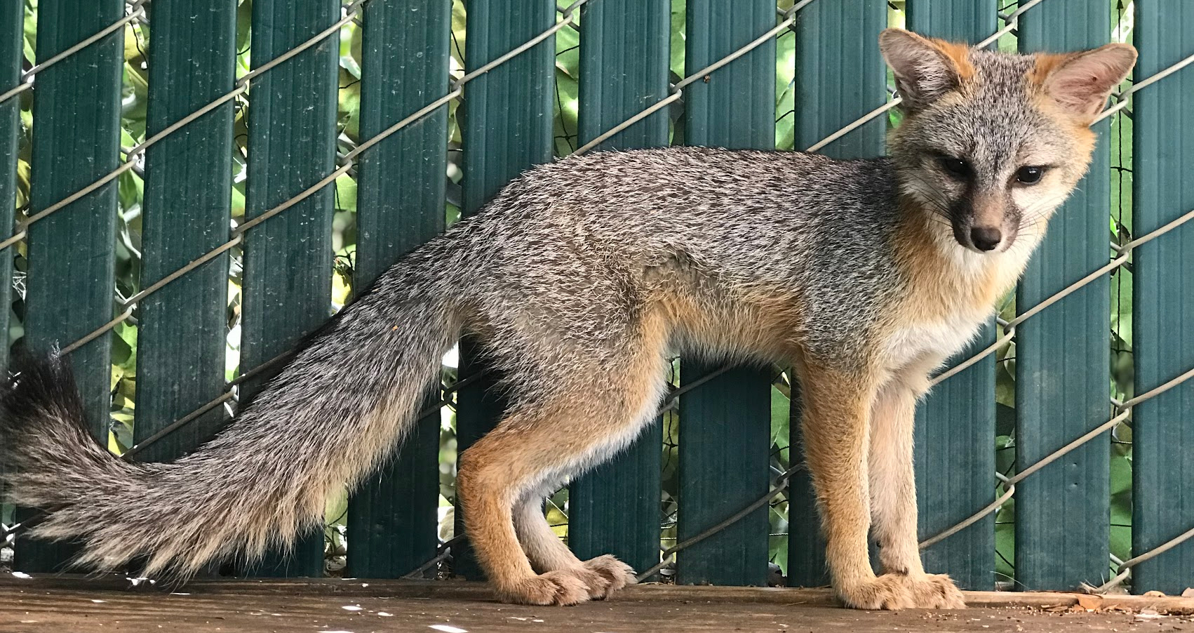 thegrayfox.jpg