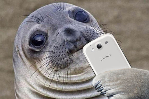 thelist-awkwardseal-100568061-large.jpg