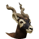 thumbnail_blackbuck_m_normal.png