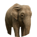 thumbnail_borneanelephant_f_normal.png