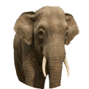 thumbnail_borneanelephant_m_normal.png
