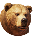 thumbnail_grizzlybear_f_normal.PNG