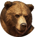 thumbnail_grizzlybear_m_normal.PNG