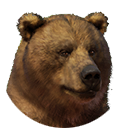 thumbnail_himalayanbrownbear_m_normal.PNG