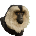 thumbnail_liontailedmacaque_f_normal.png