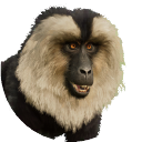 thumbnail_liontailedmacaque_m_normal.png