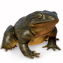 thumbnail_malaysianpaintedriverterrapin_u_normal.PNG