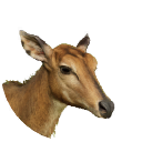 thumbnail_nilgai_f_normal.png