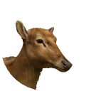 thumbnail_peredavidsdeer_f_normal.png