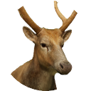 thumbnail_peredavidsdeer_m_normal.png