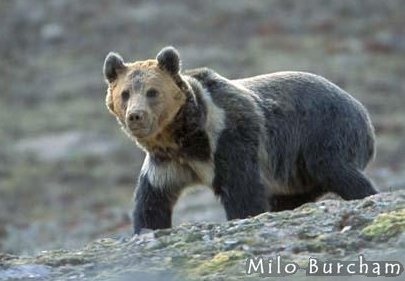 tibetan bear02.jpg
