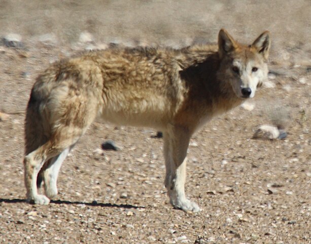 Tibetan_Wolf_By_Stanzin_(Stakpa)_cropped (1).jpg