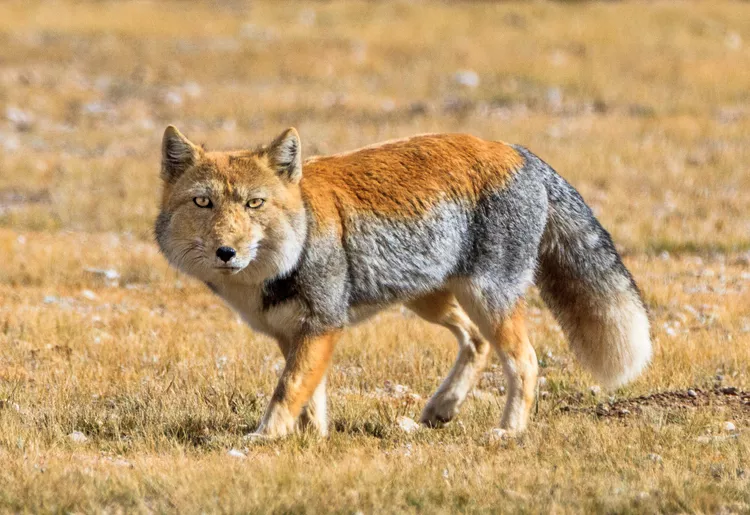 tibetanfox.png