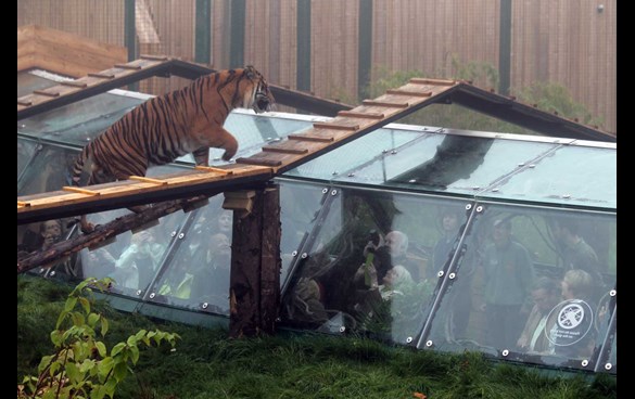 tiger edi.jpg