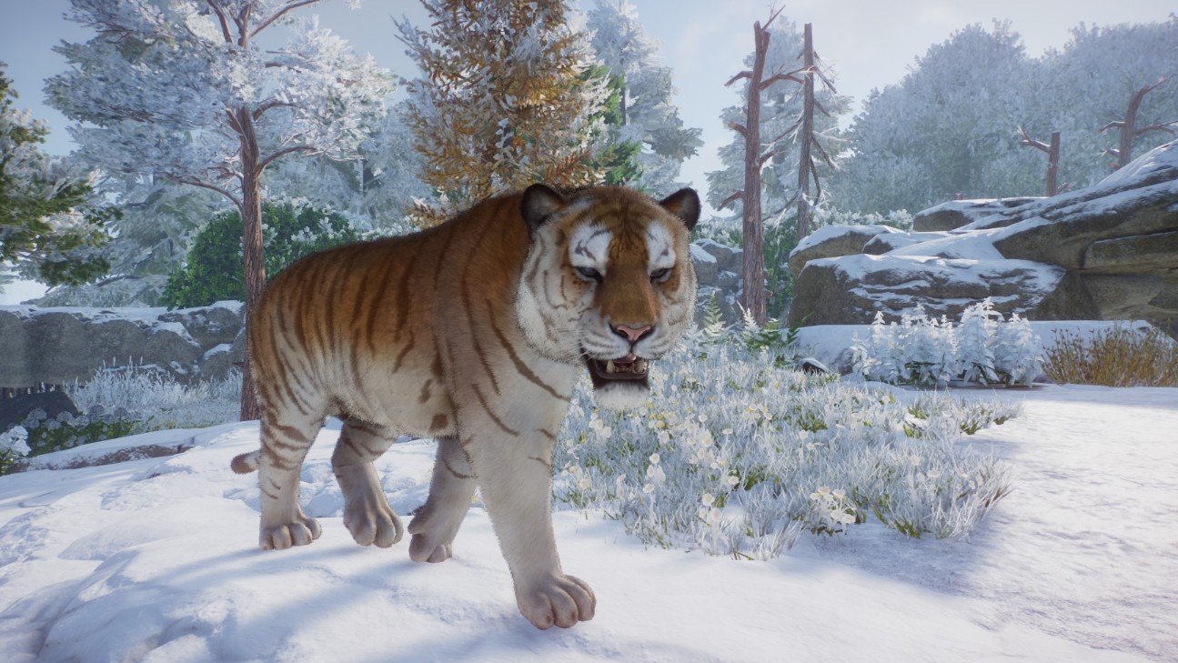 tiger.jpg