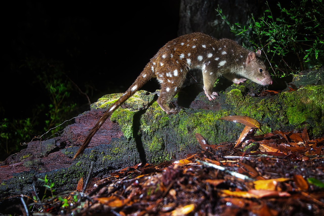 Tiger_Quoll_6178.jpg