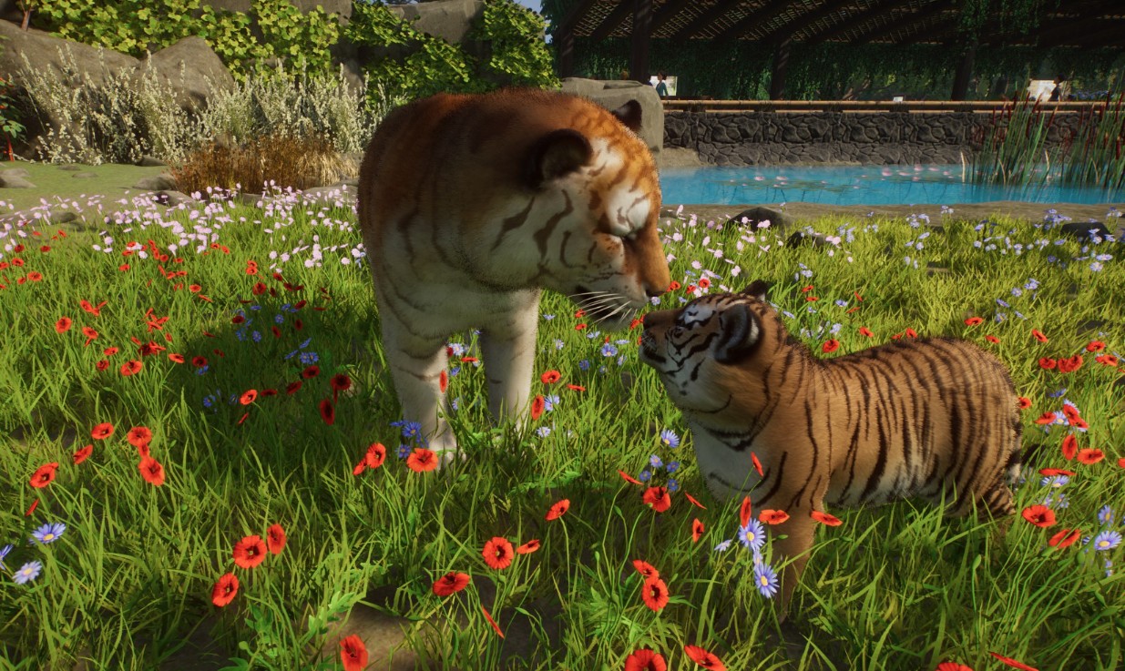 tigers.jpg