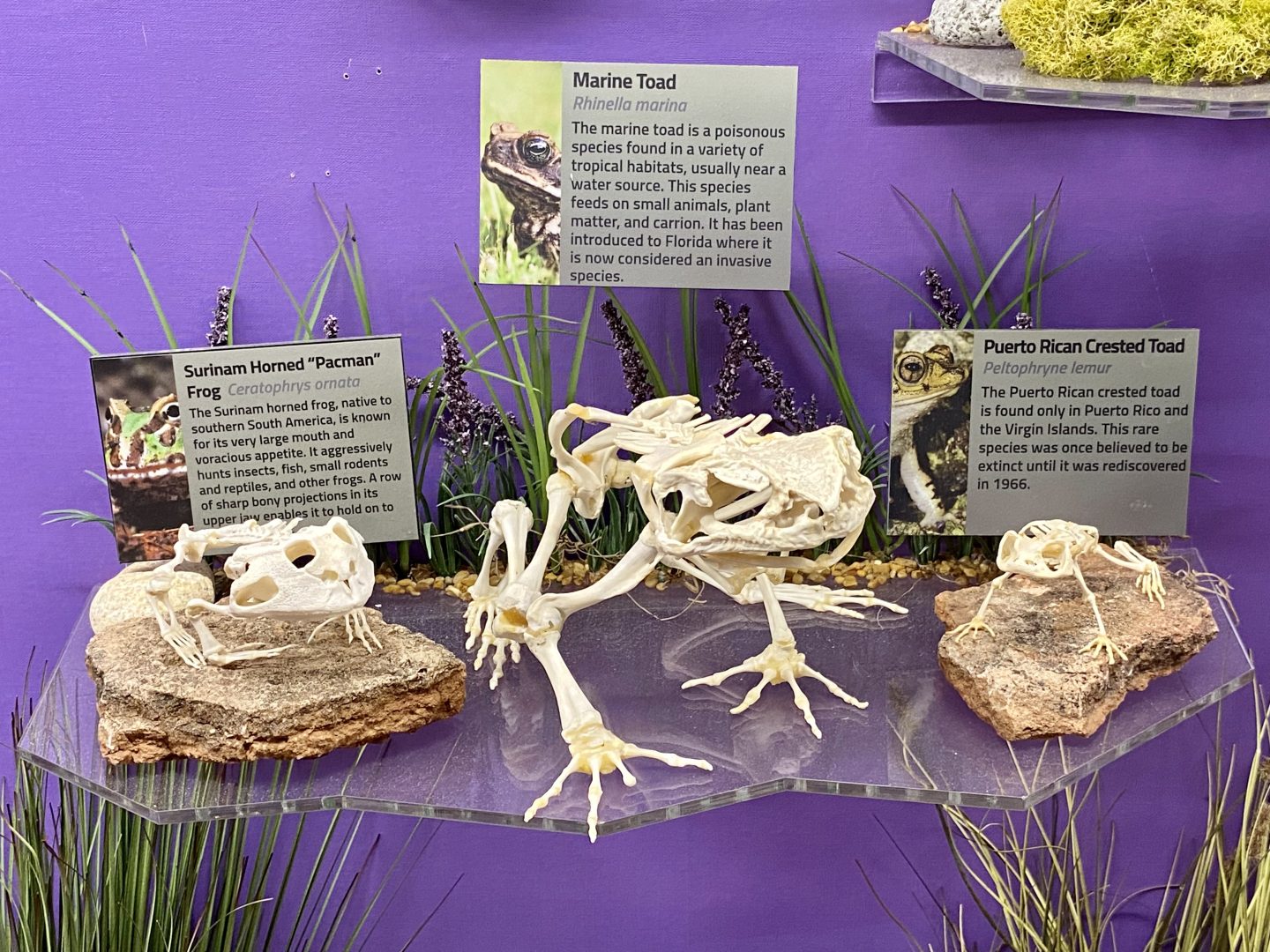 Toad-Skeletons.jpg
