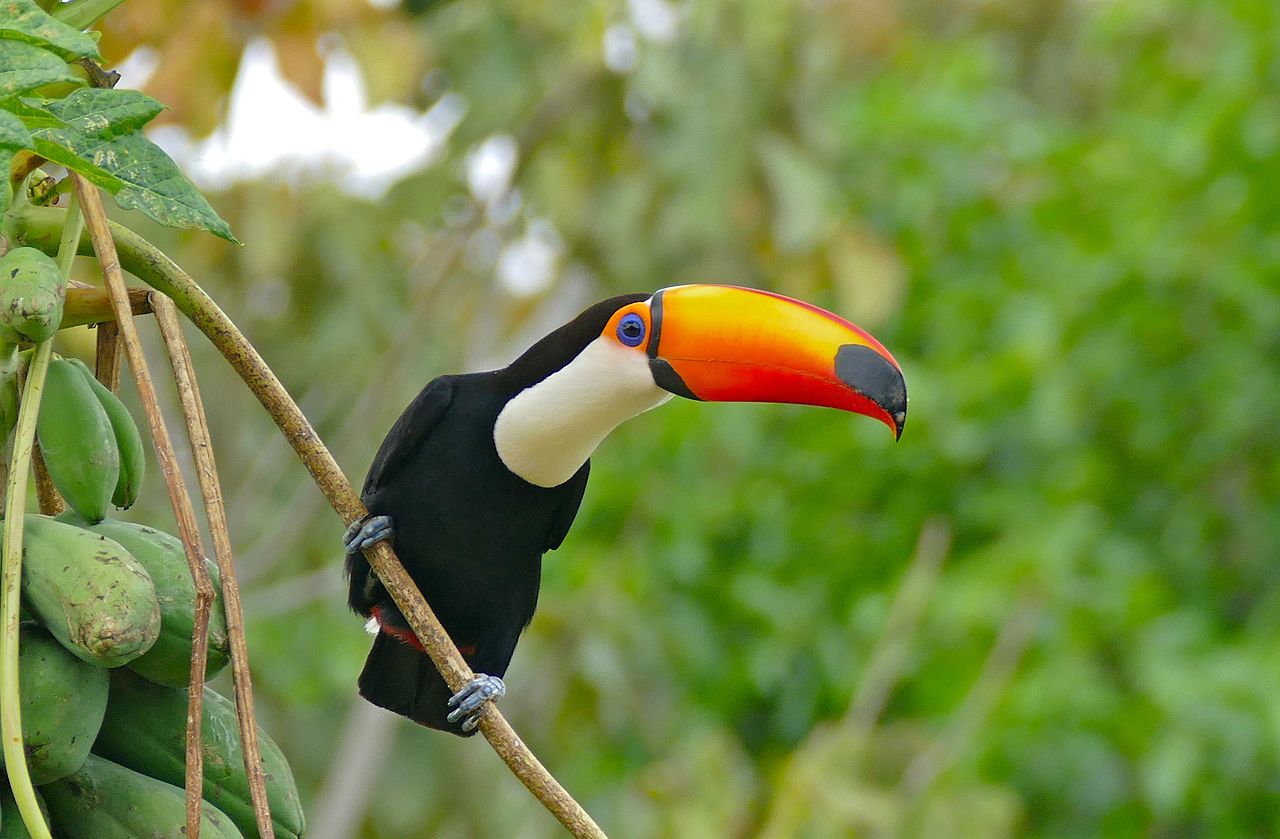 Toco_Toucan_(Ramphastos_toco)_in_Papaya_Tree_(Carica_papaya)_(28997424215).jpg