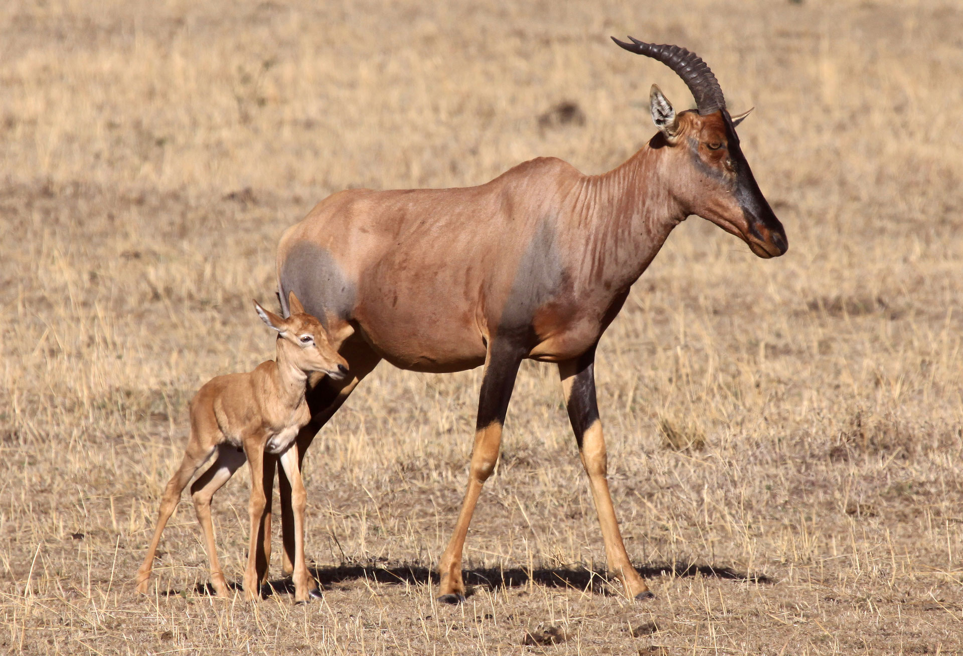topi-fiche-animaux-afrique.jpg