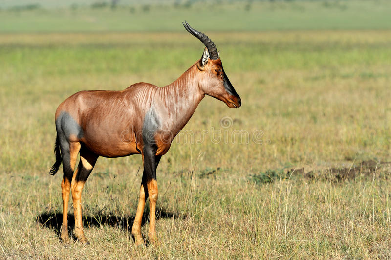 topi.jpg