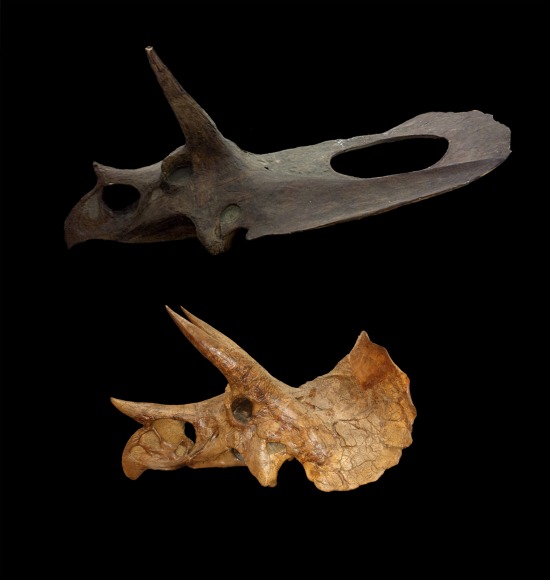 Torosaurus-Triceratops-compare-1048343663.jpg
