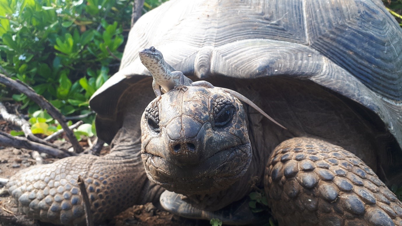 tortoise and skink.jpg