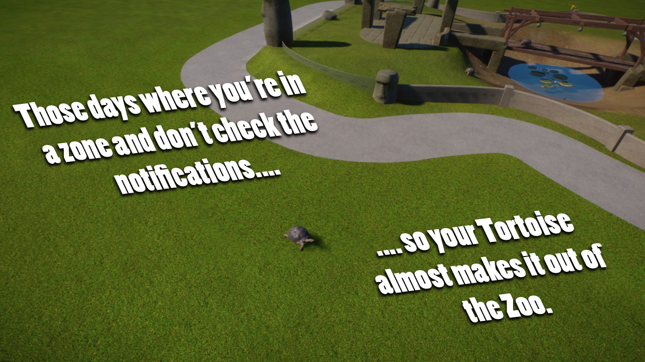tortoise.jpg