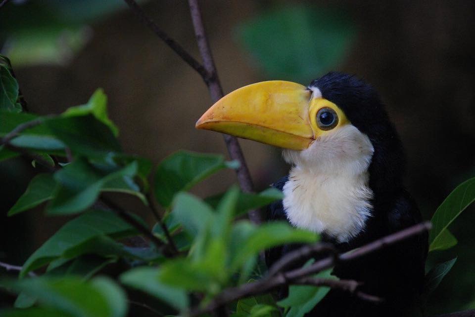toucan.jpg