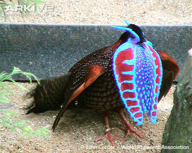 Tragopan Temminck (Tragopan temminckii).jpg
