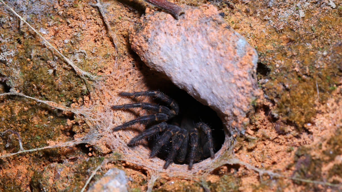 Trapdoor-Spiders-jpg.jpg