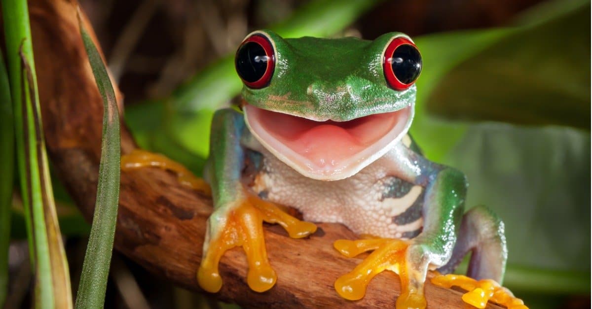 tree-frog.jpg