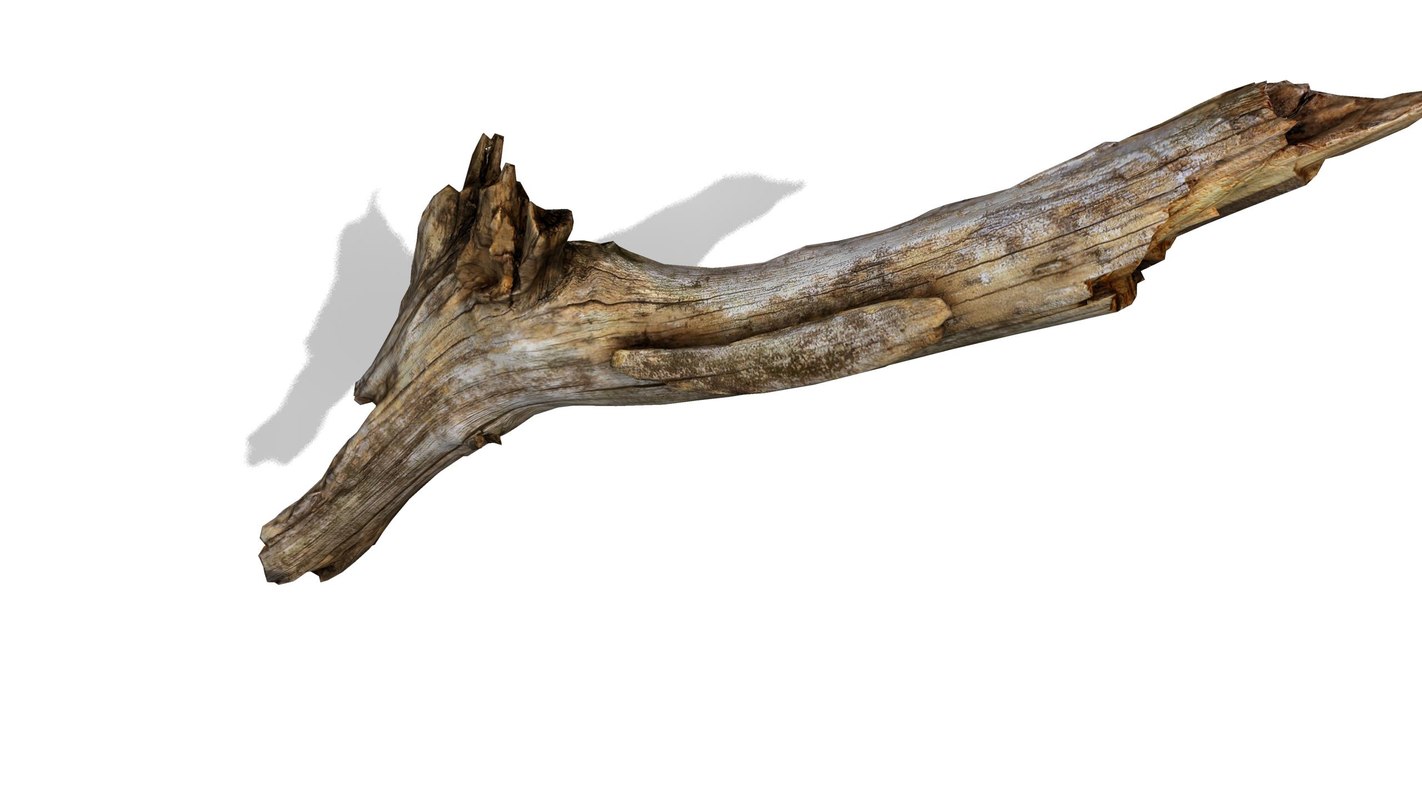 tree10.jpg