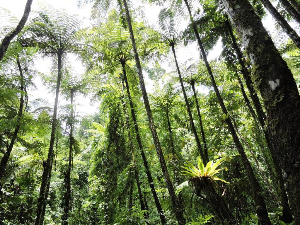 Tree_Fern_Forest.jpg
