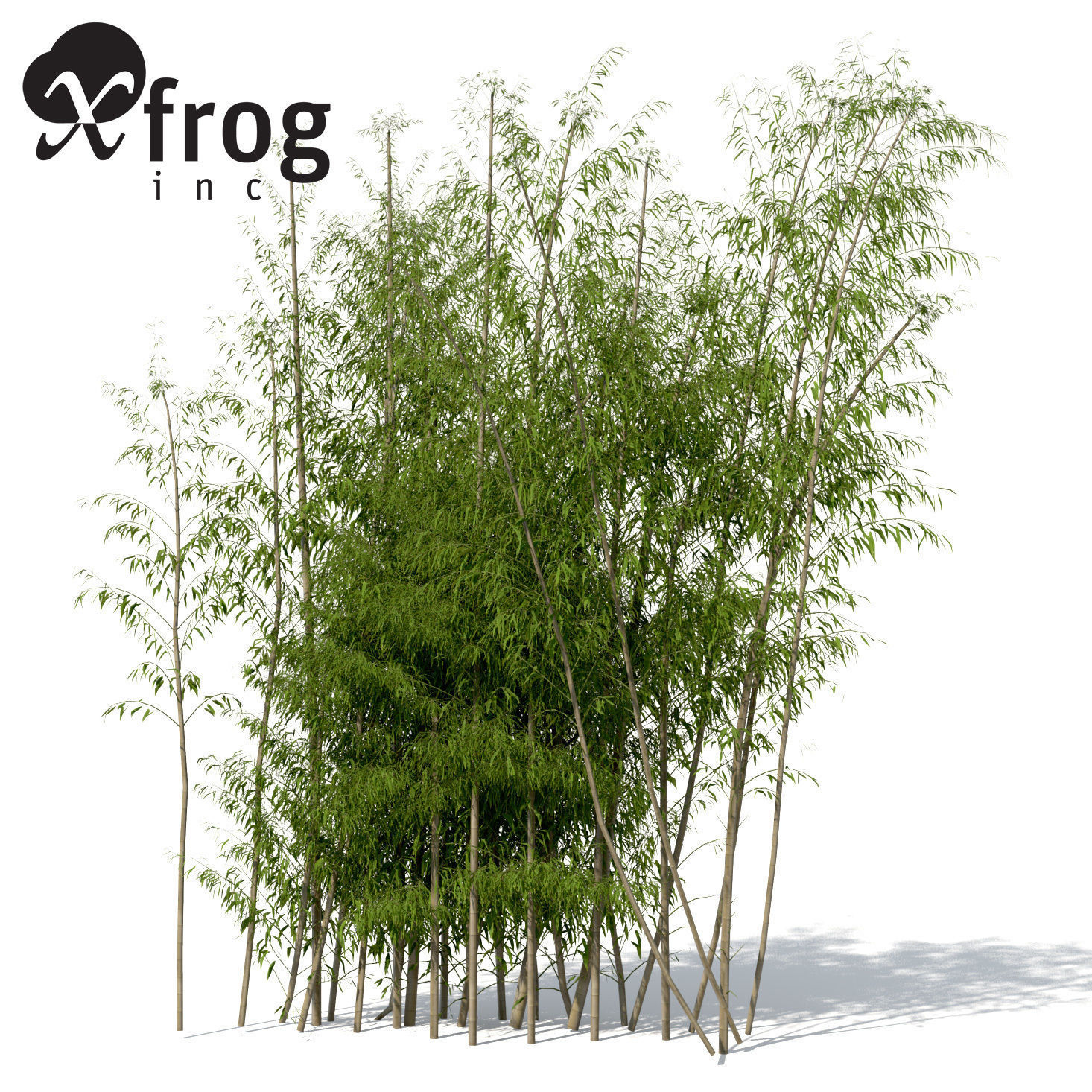 treevariety96.jpg