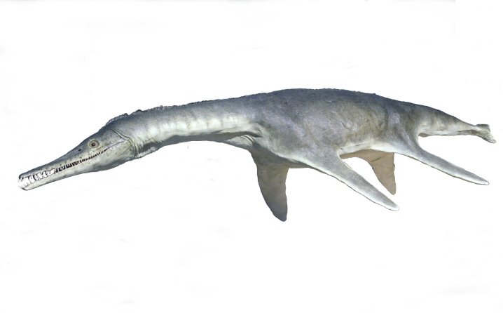 Trinacromerum.jpg
