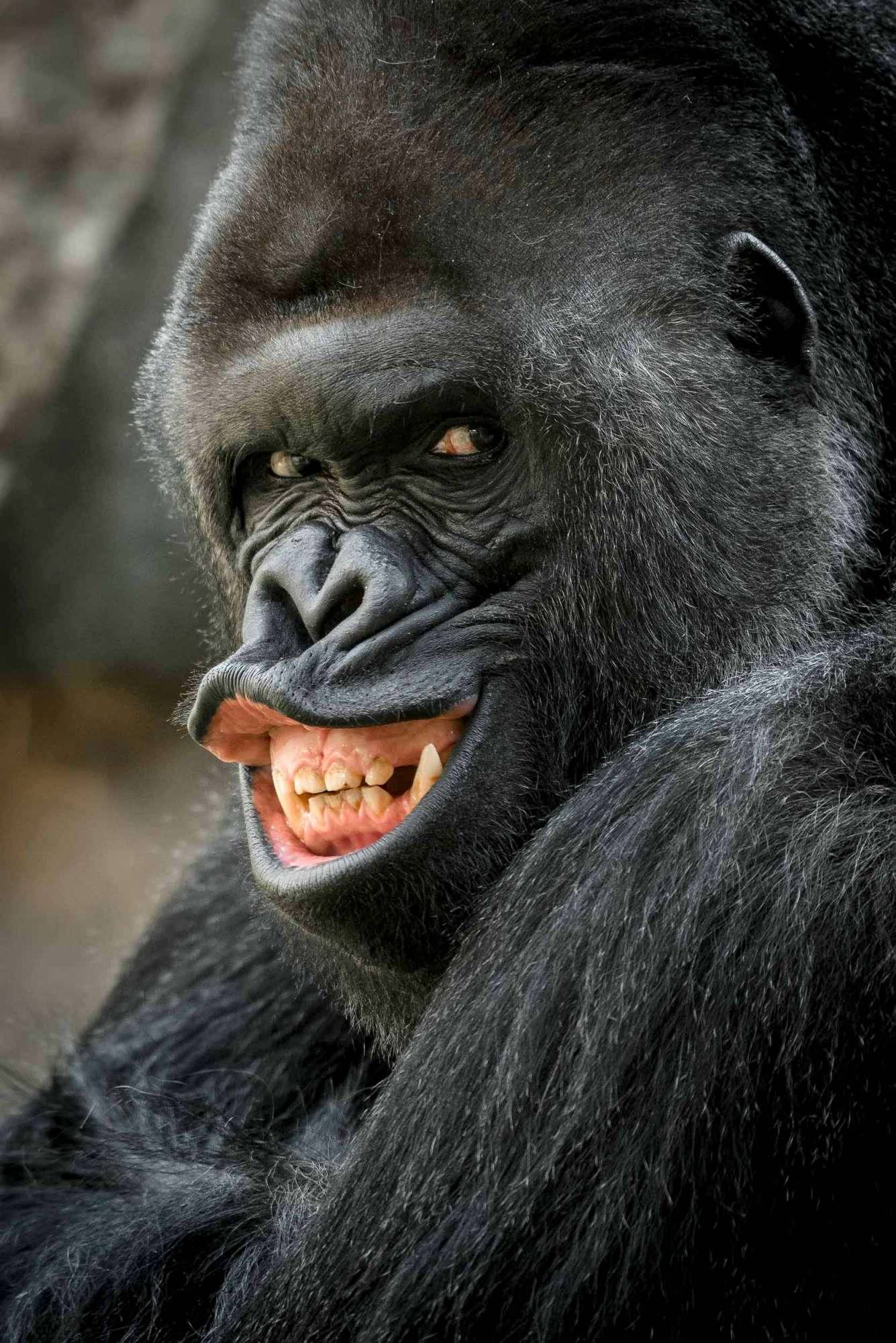 TrollMonkey.jpg