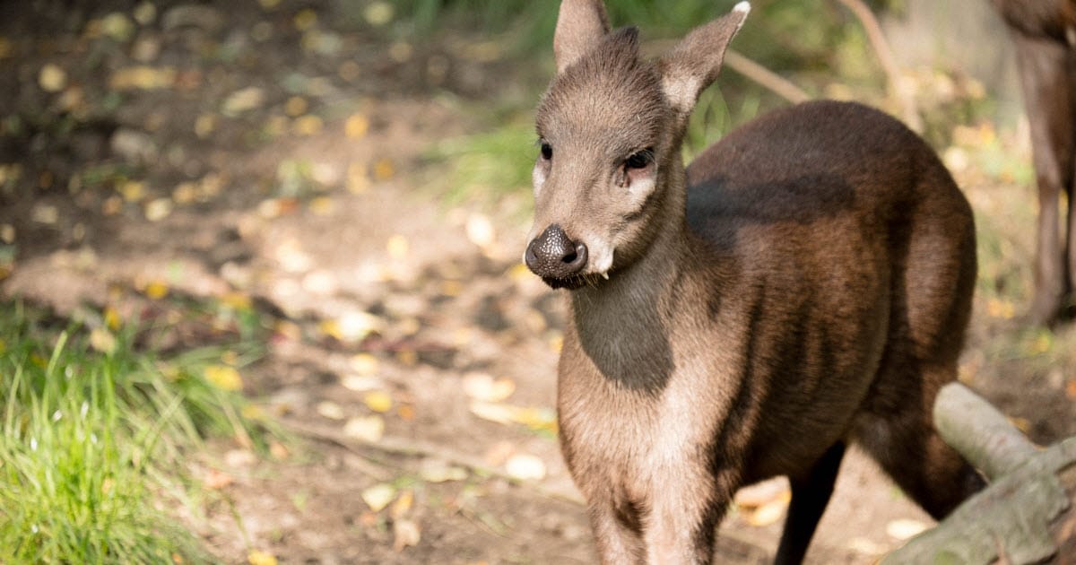 Tufted Deer 02.jpg