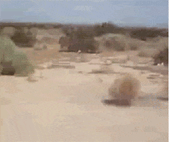 tumbleweed-better.gif